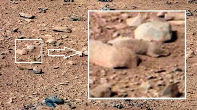 Mars-Rat-Big.jpg