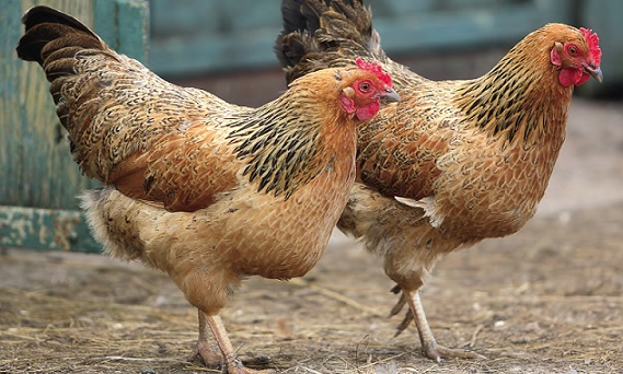 Recently, Mississippi researchers found out why: two nuggets they examined consisted of 50 percent or less chicken muscle tissue. Photo Credit: U.S. Department of Agriculture